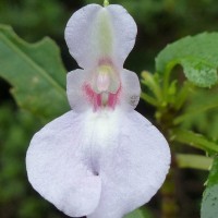 Impatiens truncata Thwaites